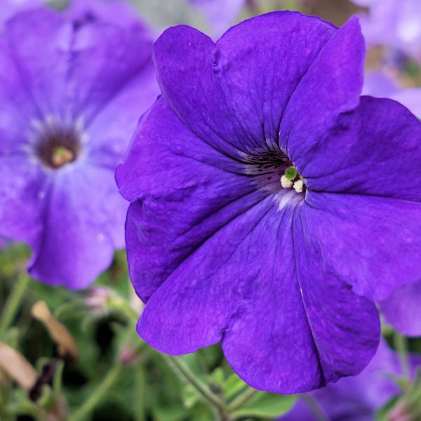 blue wave petunia