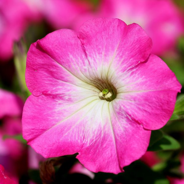 pink wave petunia