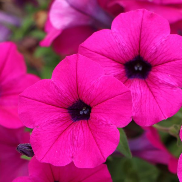 purple wave petunia