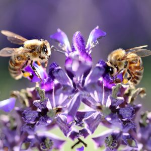 purple salvia and bees